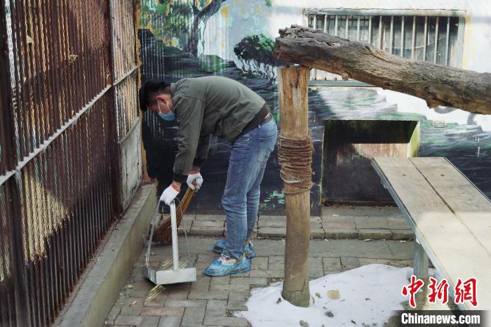 圖為雪豹“奶爸”史壽軍正在打掃豹館衛(wèi)生?！●R銘言 攝