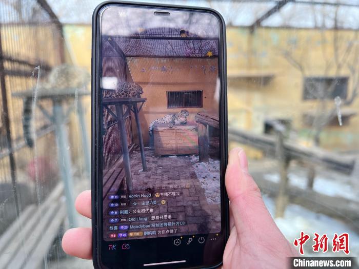 圖為雪豹“奶爸”史壽軍正在直播?！●R銘言 攝