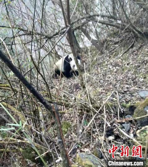 四川寶興：野生大熊貓下山喝水玩耍