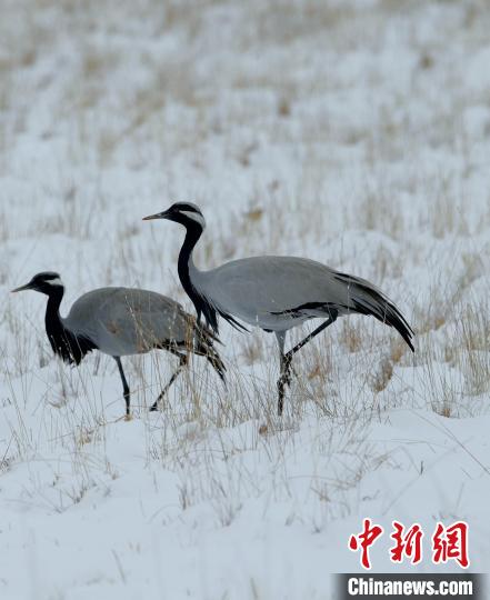 在若爾蓋濕地的蓑羽鶴?！∩袞|機 攝