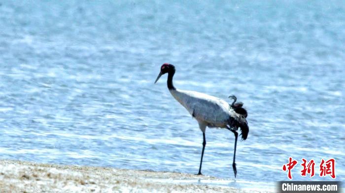 圖為黑頸鶴在青海湖畔散步?！《砣詹囟?攝