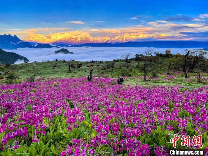 春天的牛背山花海?！∮稳仄?攝