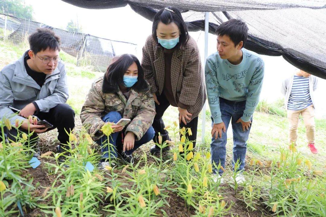 彭州對(duì)口支援工作組隊(duì)項(xiàng)目組查看瓦布貝母種植情況。彭州市宣傳部供圖