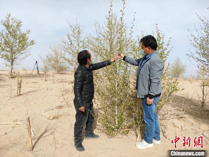 柴達木盆地的護林員：守護，只為那一片綠