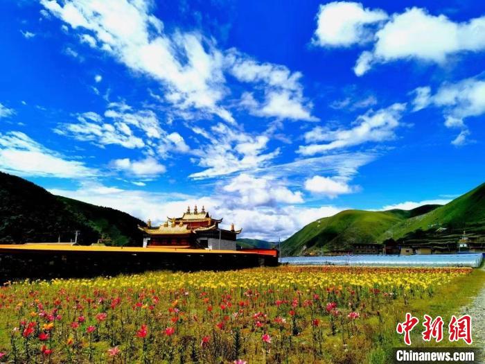 近百畝百合花競(jìng)相開(kāi)放，景色誘人?！∪捞量h委宣傳部供圖