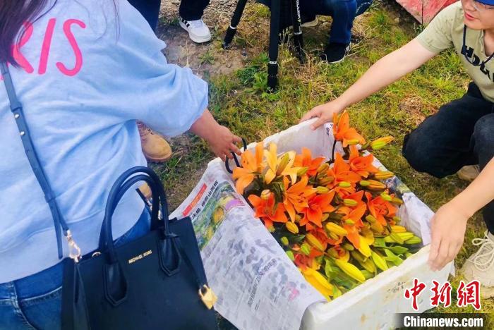 村民采摘百合花。　壤塘縣委宣傳部供圖