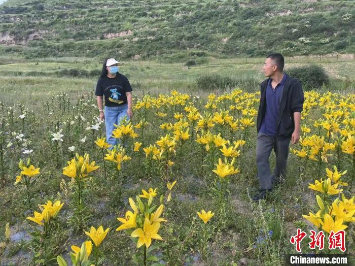 村民采摘百合花。　壤塘縣委宣傳部供圖