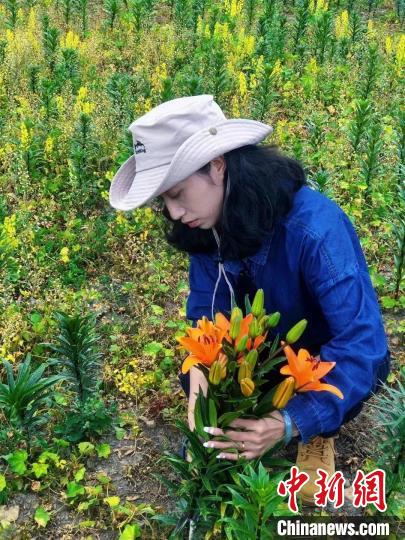 村民采摘百合花?！∪捞量h委宣傳部供圖