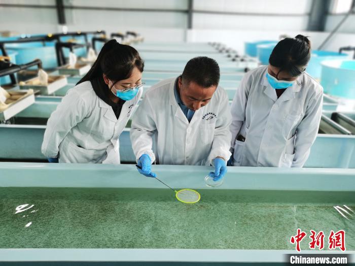 圖為工作人員檢查魚(yú)苗?！?zhí)砀?攝