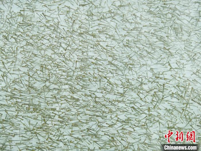 圖為密集培育的魚(yú)苗?！?zhí)砀?攝