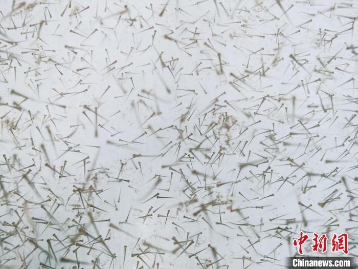 圖為魚(yú)苗?！?zhí)砀?攝