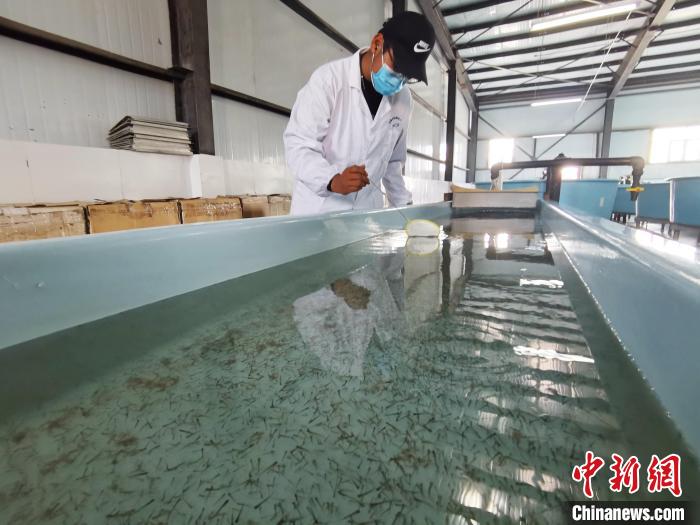 圖為工作人員檢查魚(yú)苗?！?zhí)砀?攝