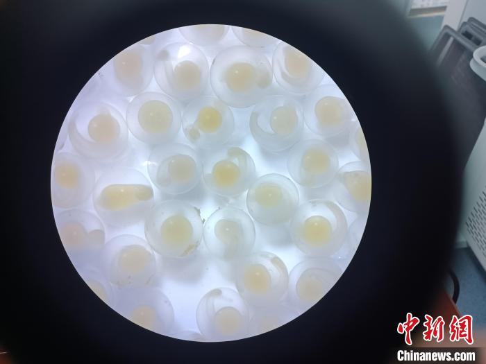圖為顯微鏡下的魚(yú)卵?！∏嗪：沲幘茸o(hù)中心 供圖