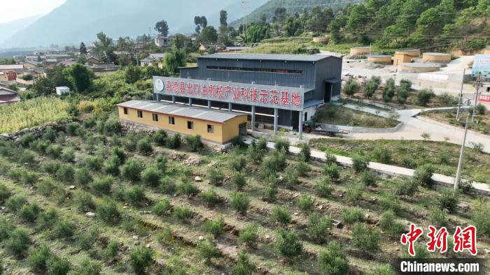 伍合村的油橄欖種植基地。　高嘉琪 攝