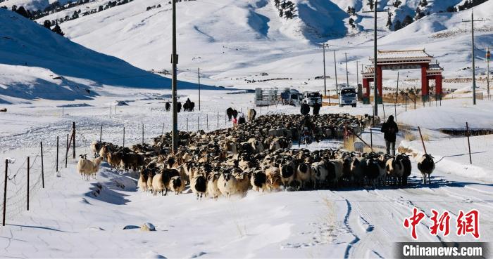 圖為村民在雪地上放牧?！《继m縣融媒體中心供圖