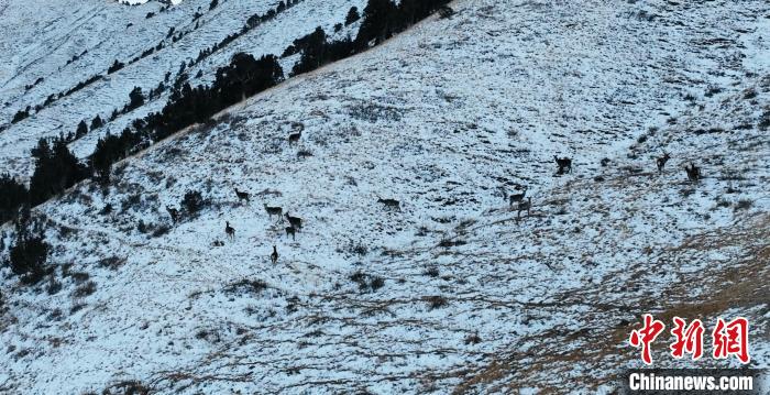 圖為巖羊和馬鹿集體在雪地里休憩?！《继m縣融媒體中心 供圖