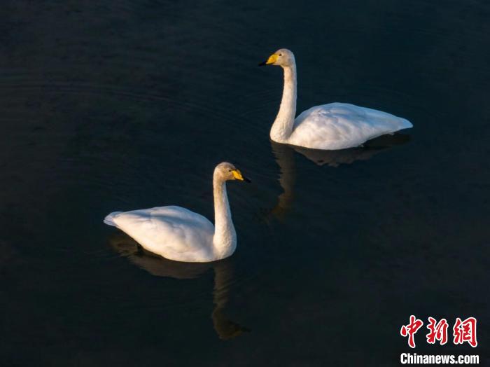 圖為兩只天鵝在湖中游蕩?！『螁⒔?攝