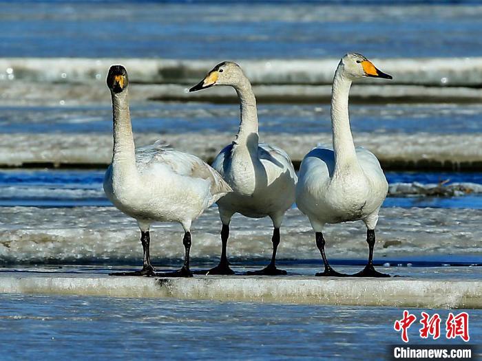 圖為三只天鵝在湖面上曬太陽(yáng)。　何啟金 攝