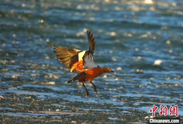 圖為赤麻鴨貼著水面飛行?！“兹斩〔冀?攝