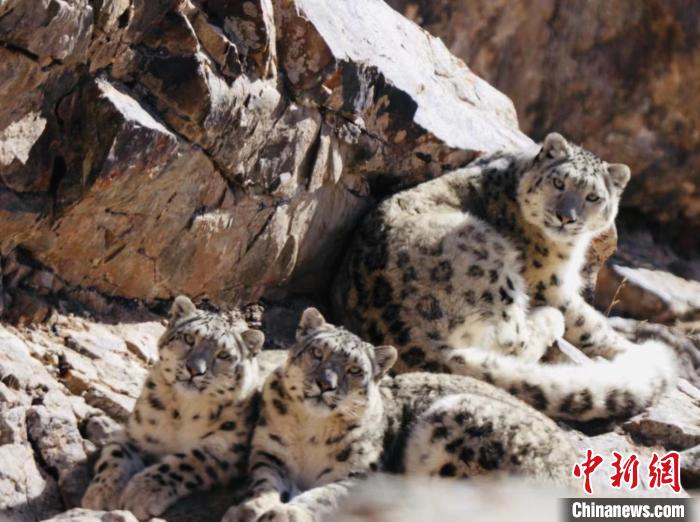 青海都蘭：雪豹、兔猻等多種珍稀野生動物亮相