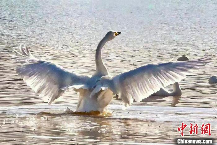 圖為一只大天鵝在水中沐浴?！?yán)桉 攝