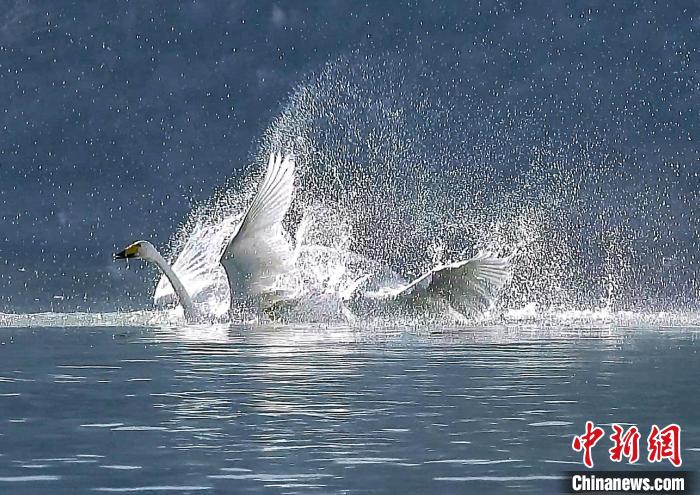 圖為大天鵝在水中嬉戲?！?yán)桉 攝
