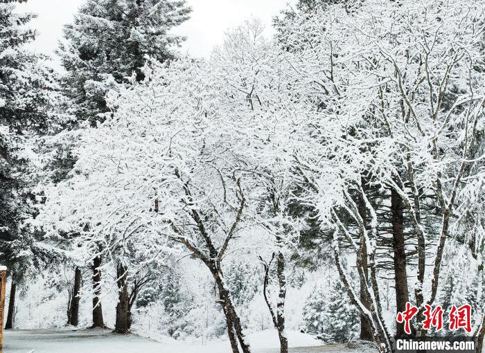 大熊貓國家公園王朗片區(qū)春雪如畫，宛若仙境?！×_春平 攝