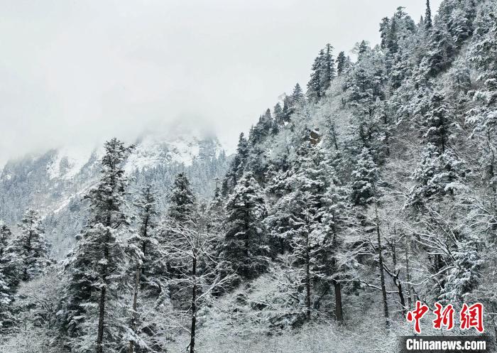 大熊貓國家公園王朗片區(qū)春雪如畫，宛若仙境?！×_春平 攝