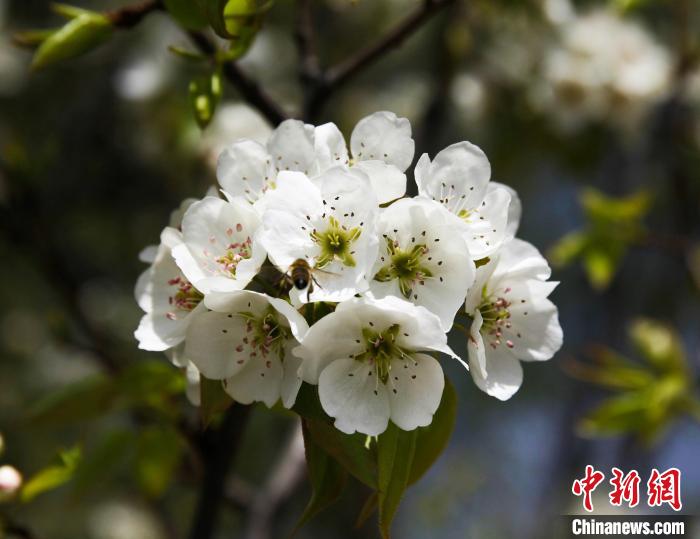 圖為盛開的梨花?！∑钤鲚?攝