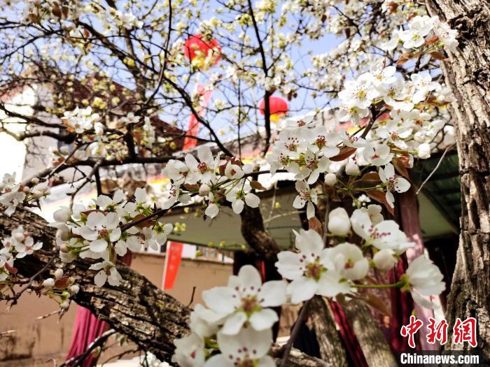 青海尖扎噶達(dá)莊園：百年“后花園”梨花盛開(kāi)，舉目皆春色