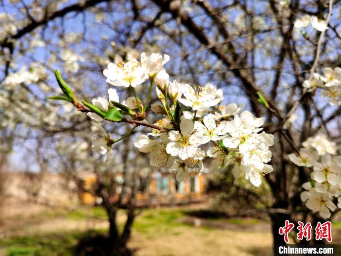 圖為梨花。　張?zhí)砀?攝