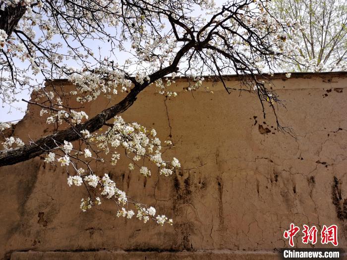 圖為一面土墻旁邊的梨花?！?zhí)砀?攝