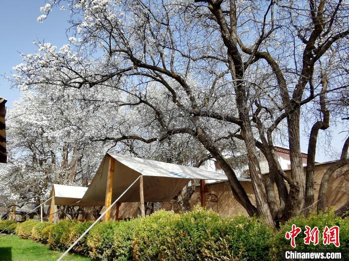 圖為尖扎噶達(dá)莊園內(nèi)的梨花?！?zhí)砀?攝
