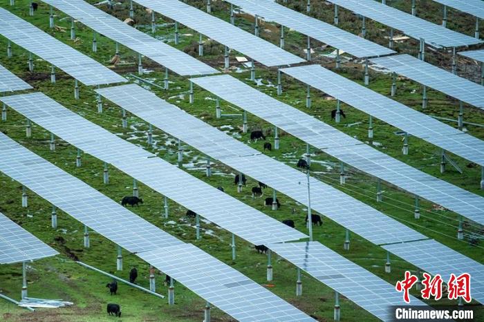 柯拉光伏板距地面高度超過1.8米，可滿足植被生長需要，又能保障牛羊放牧空間，實現(xiàn)“牧光”互補。　劉忠俊 攝