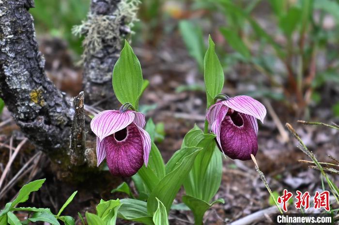 黃龍景區(qū)高山蘭花盛開?！“苍?攝