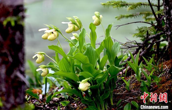 黃龍景區(qū)高山蘭花盛開。　安源 攝