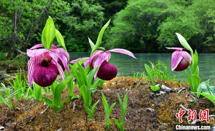 黃龍景區(qū)高山蘭花盛開?！　↑S龍風(fēng)景名勝區(qū)供圖