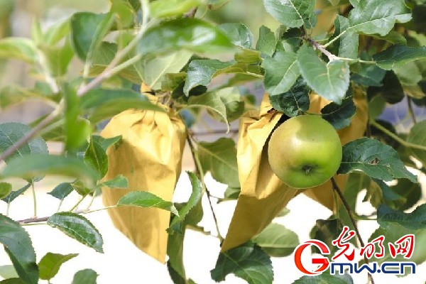 我們的家園｜小蘋果帶動(dòng)大產(chǎn)業(yè)，帶你看看這座阿壩州小村的鄉(xiāng)村振興新模式