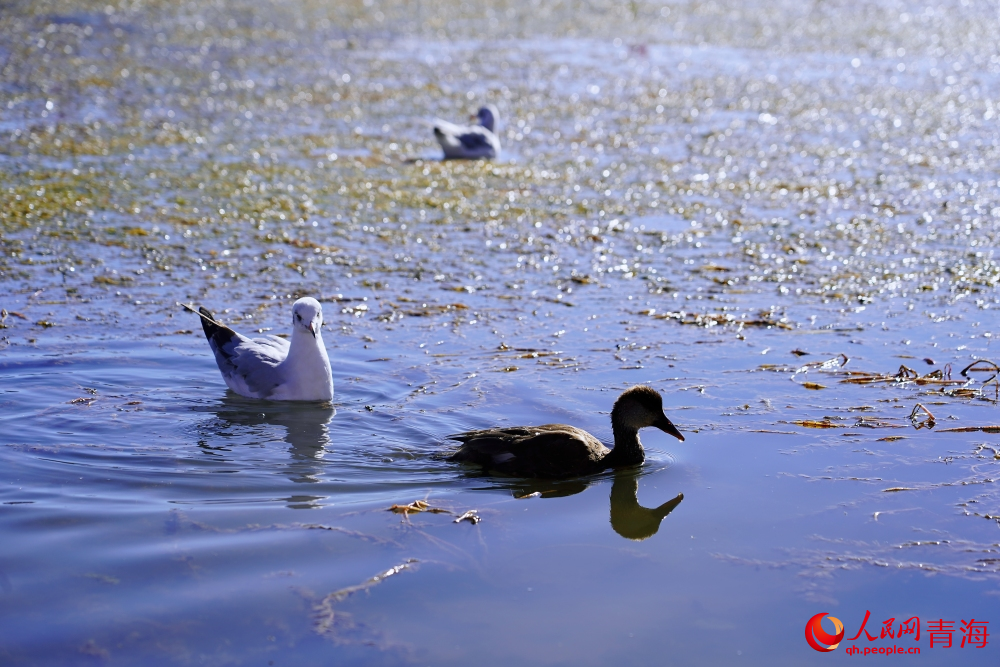 可魯克湖的水鳥(niǎo)。人民網(wǎng) 陳明菊攝