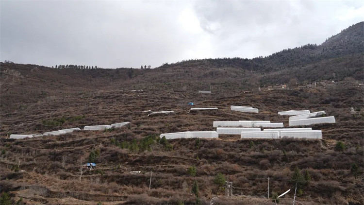 木日窩村藍(lán)莓示范基地。黑水縣融媒體中心供圖