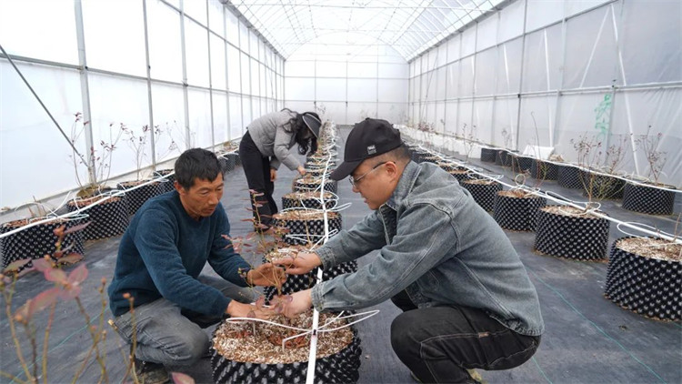 任宇和工人一起為藍(lán)莓苗修枝。黑水縣融媒體中心供圖