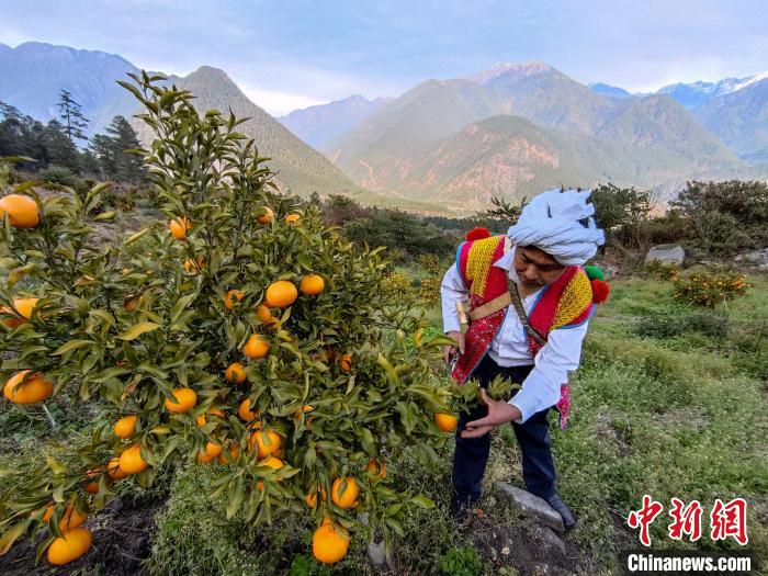林芝下察隅鎮(zhèn)京都村101畝耙耙柑豐收?！〗w波 攝