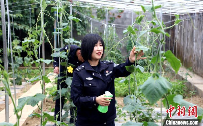 圖為李冬雪在溫室大棚里勞作?！∥鞑爻鋈刖尺叿罊z查總站供圖