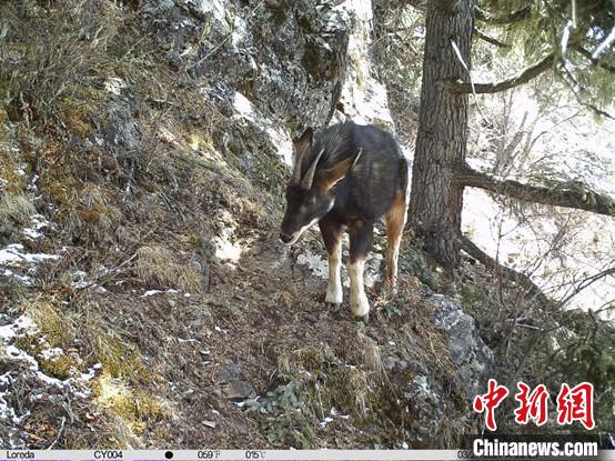 圖為相同位點(diǎn)記錄到的國(guó)家二級(jí)重點(diǎn)保護(hù)野生動(dòng)物—中華鬣羚?！≈袊?guó)科學(xué)院昆明動(dòng)物研究所提供
