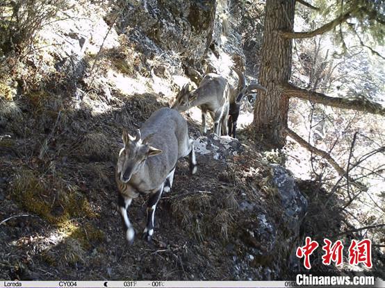 圖為相同位點(diǎn)記錄到的雪豹主要獵物—巖羊?！≈袊?guó)科學(xué)院昆明動(dòng)物研究所提供