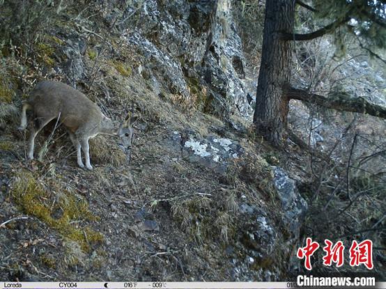 圖為相同位點(diǎn)記錄到的國(guó)家一級(jí)重點(diǎn)保護(hù)野生動(dòng)物—馬麝?！≈袊?guó)科學(xué)院昆明動(dòng)物研究所提供