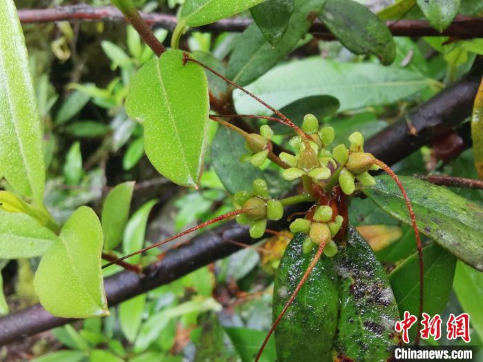 圖為折萼杜鵑果實(shí)圖?！≈锌圃豪ッ髦参镅芯克峁? oldsrc=