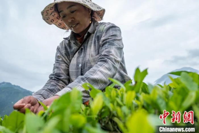 圖為墨脫縣背崩鄉(xiāng)門巴族民眾采摘茶葉。