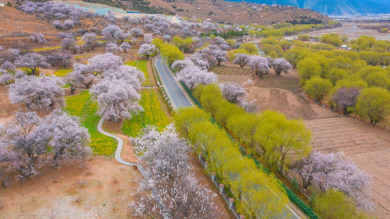 林芝桃花盛開。 張靜攝
