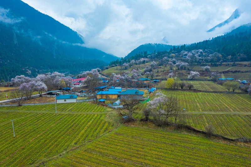 桃花村。 張靜攝